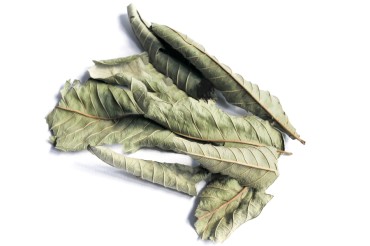 Guava Leaves